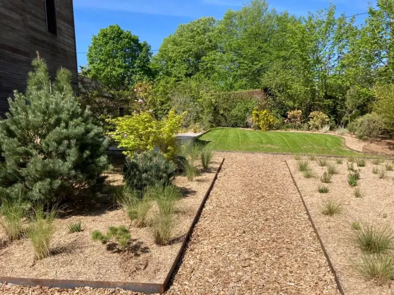 Allée de copeaux bordée d'acier, entre des pins bleus, un érable doré et des touffes de graminées au printemps