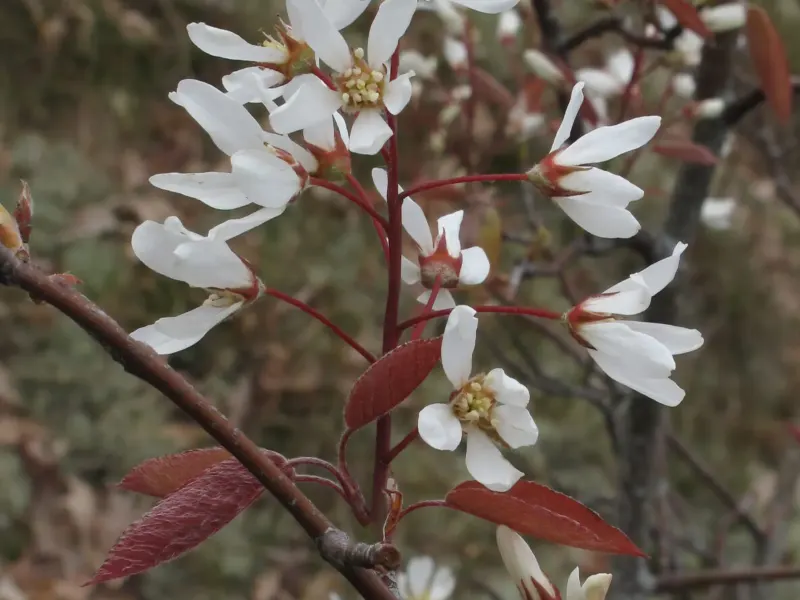 Fleurs blanches étoilées d'amélanchier et jeunes feuilles bronze sur des rameaux dressés