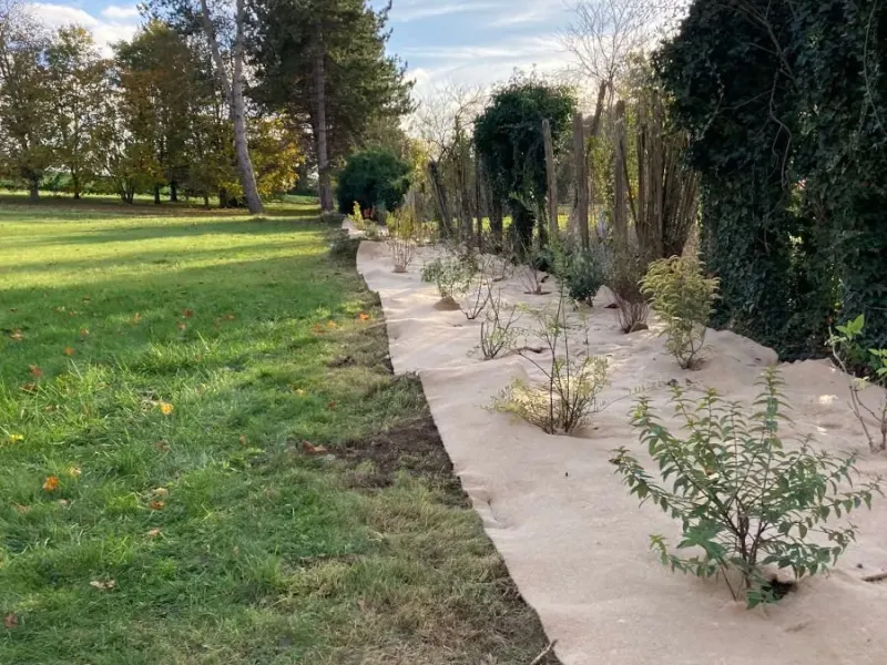 Jeune haie fraîchement plantée le long d'une allée bétonnée, arbustes encore nus en automne face à une grande pelouse
