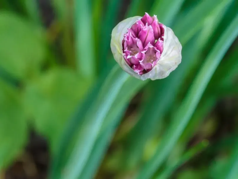 Bouton floral rose de ciboulette qui s'ouvre au milieu des tiges creuses vert vif