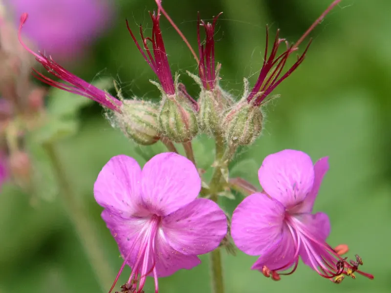Fleurs rose vif de géranium vivace aux longues étamines, sur fond de feuillage