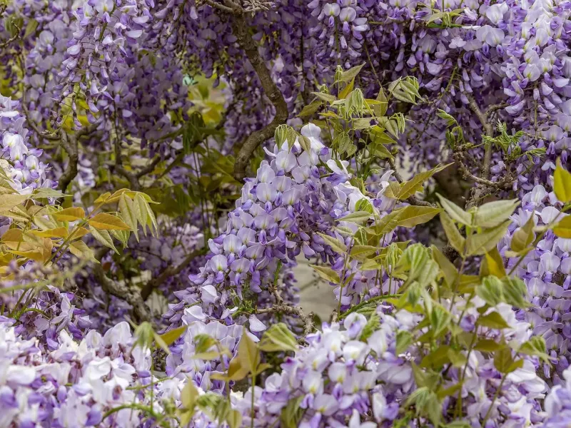 Longues grappes mauves de glycine retombant en pleine floraison