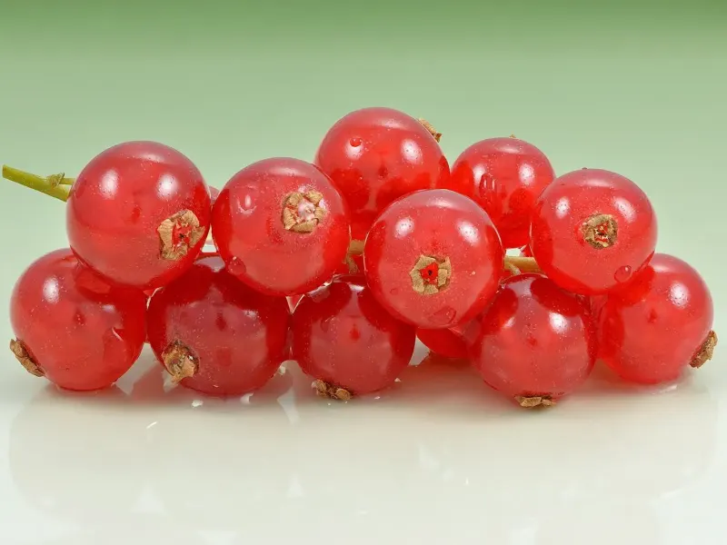 Grappe de groseilles rouges translucides détachée sur fond clair