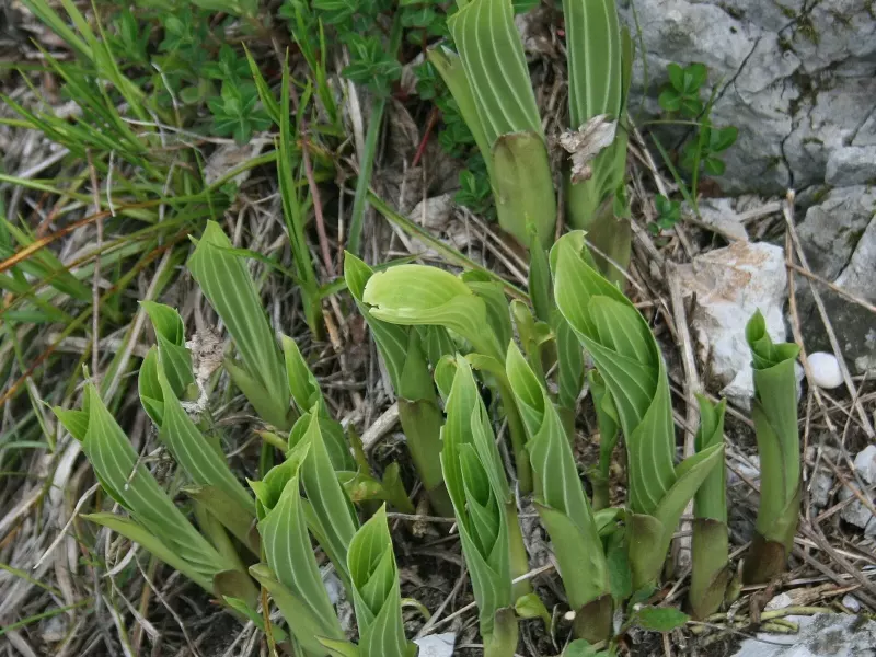 Jeunes feuilles de hosta bleutées et gaufrées, déroulées en rosette