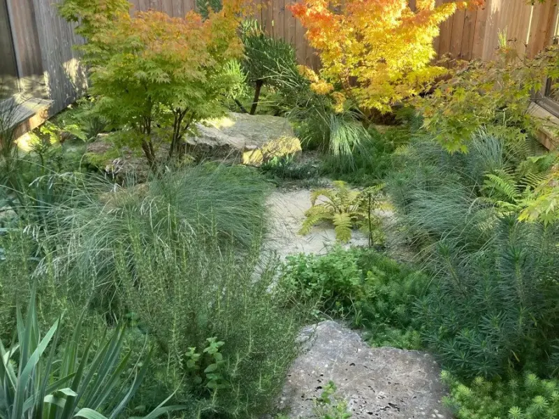 Patio clos de palissades en bois planté d'érables du Japon aux feuillages orangés, de graminées et de dalles de pierre