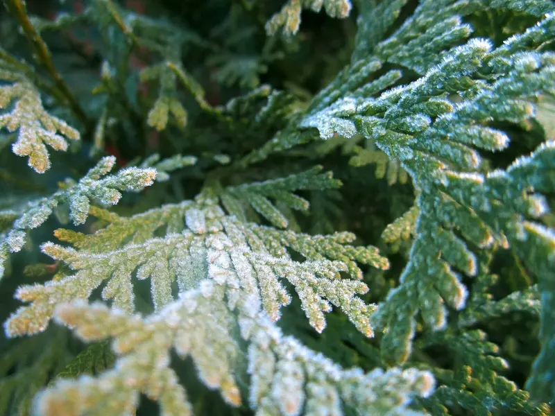 Givre blanc déposé sur un feuillage de conifère