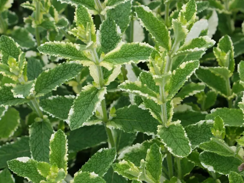 Feuillage panaché crème et vert de la menthe ananas, en touffe dense