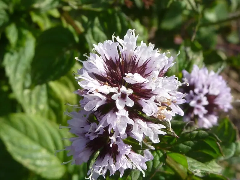 Épi de fleurs mauves de menthe bergamote en gros plan