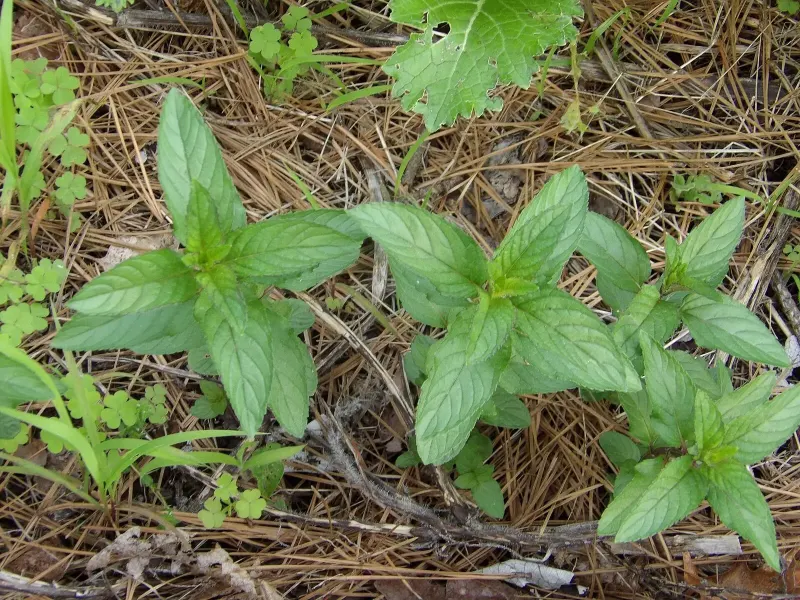 Jeunes pousses de menthe chocolat aux feuilles vert sombre, sur un sol paillé