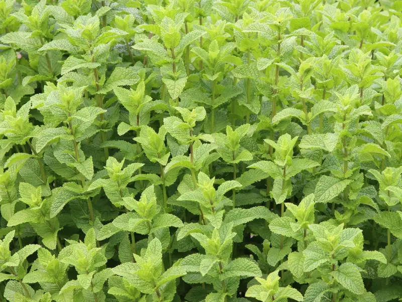 Touffe dense de menthe marocaine, feuilles courtes et gaufrées d'un vert clair