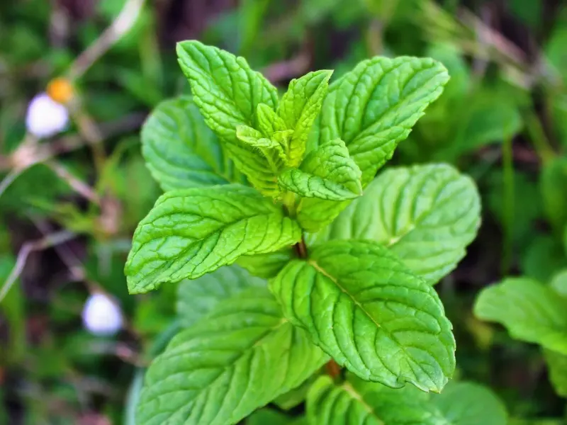 Feuilles de menthe poivrée vert sombre aux nervures marquées, en gros plan
