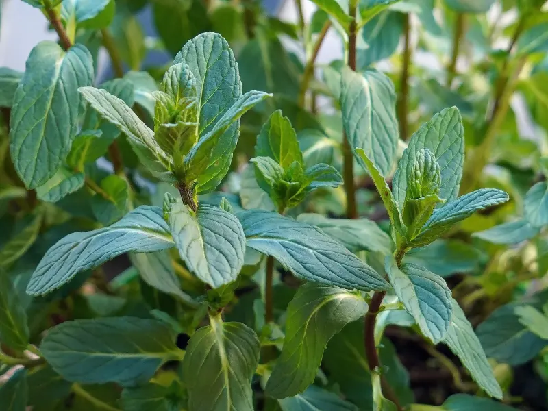 Feuilles allongées et dentées de menthe verte