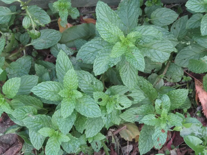Massif de menthe verte au feuillage dense et gaufré