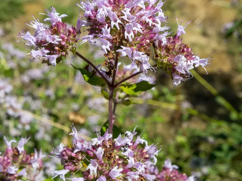 Fleurs roses d'origan en corymbes lâches au-dessus du feuillage
