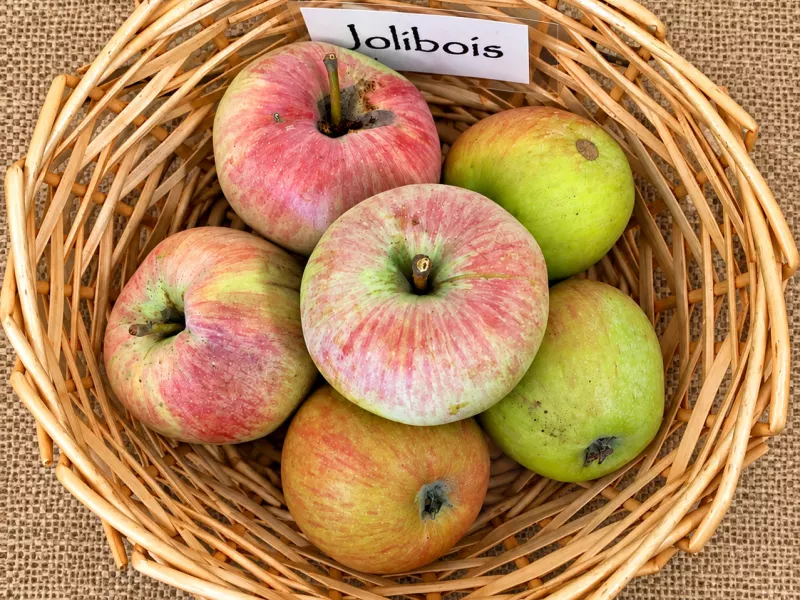 pommes jolibois