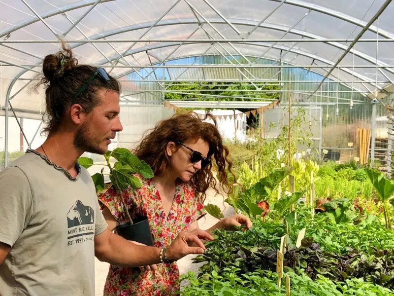 Sous le tunnel de la pépinière, le pépiniériste présente un plant en pot à une cliente au-dessus des bacs de jeunes aromatiques