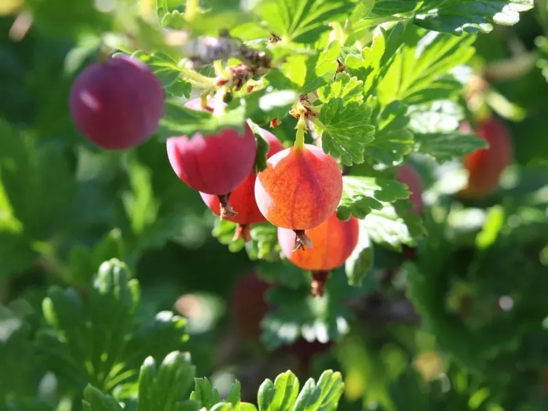 Groseilles à maquereau rouges et pourpres suspendues sous le feuillage, éclairées par le soleil rasant