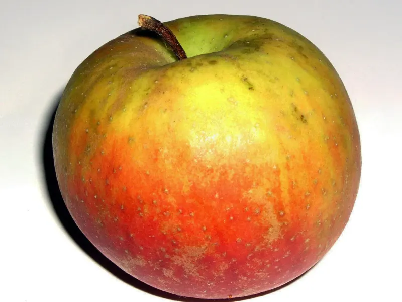 Pomme Belle de Boskoop à la peau jaune lavée de rouge et rugueuse, sur fond blanc