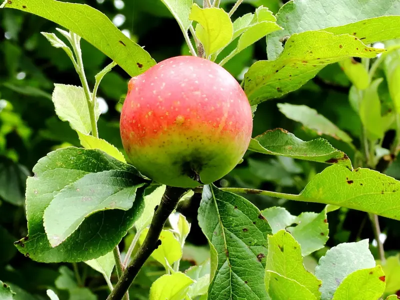 Pomme rouge encore accrochée à sa branche, entourée de feuillage