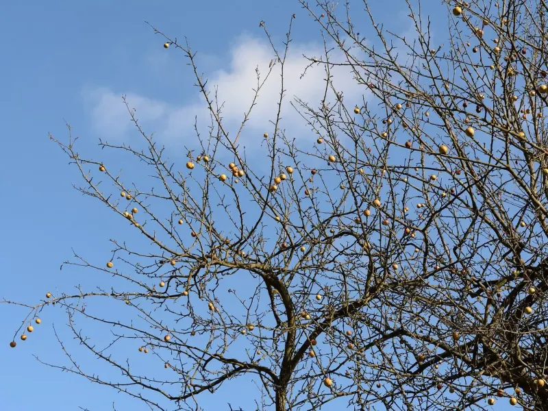Pommier aux branches presque nues en fin d'automne, quelques fruits encore accrochés