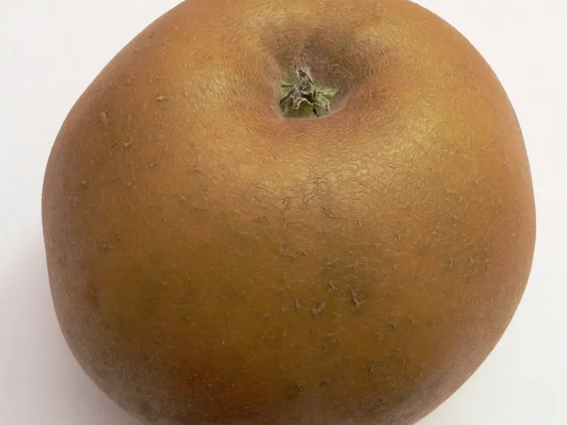 Pomme Reinette grise du Canada à la peau entièrement rugueuse et brune, sur fond blanc