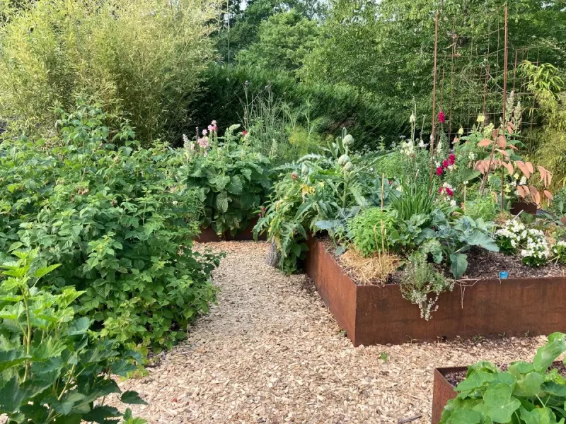 Carrés potagers en acier corten plantés d'artichauts, de choux et de fleurs coupées, bordés de framboisiers et d'une allée de copeaux
