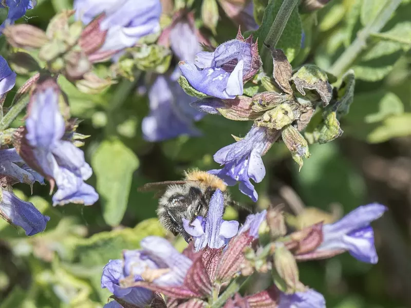 Fleurs bleu violet de sauge officinale visitées par une abeille