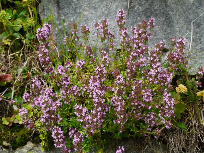 Coussins de thym commun en fleurs mauves au bord d'un chemin