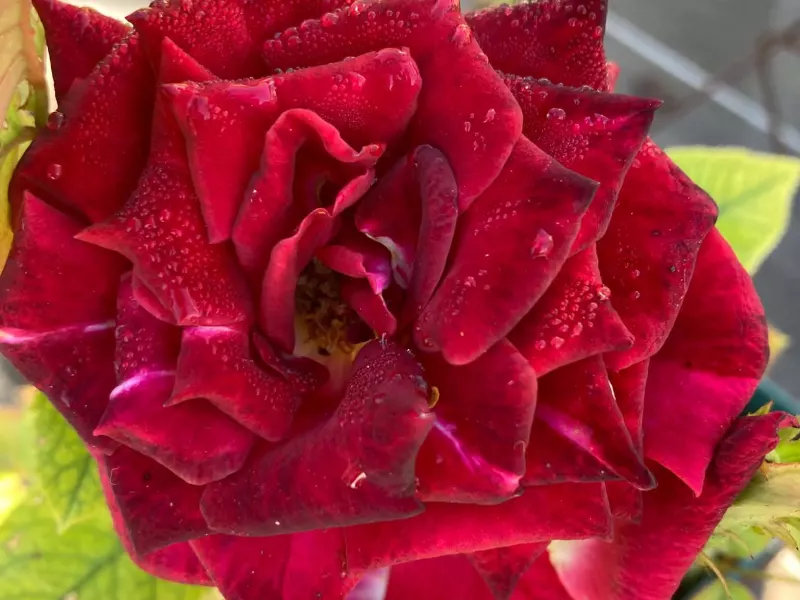 Fleurs rose vif de rosier de Provins, cœur d'étamines jaunes
