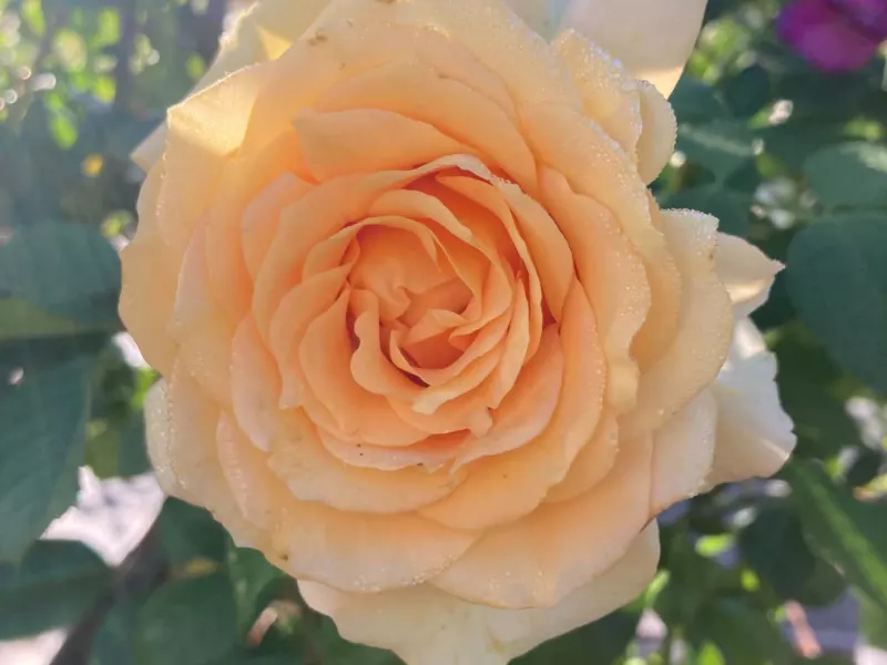 Deux roses rose pâle en coupe, très doubles, sur un rosier palissé