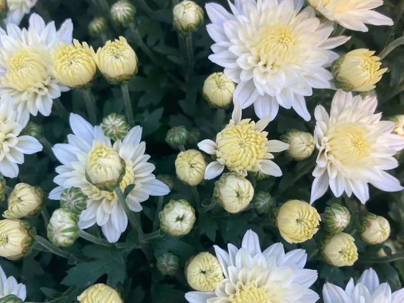 pompom de chrysanthèmes
