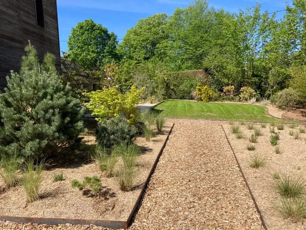 Allée de copeaux bordée d'acier, entre des pins bleus, un érable doré et des touffes de graminées au printemps
