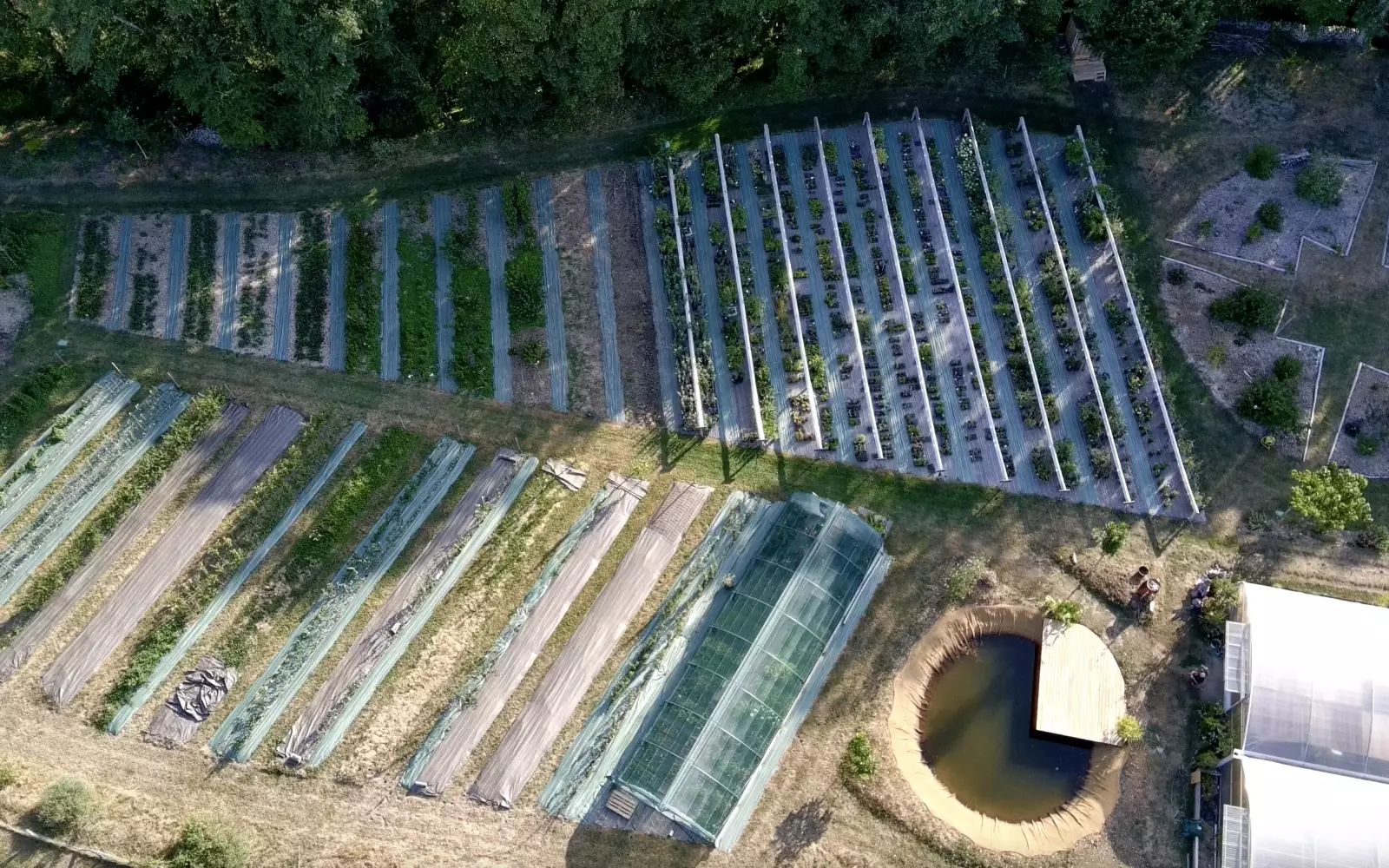 Les tables de la pépinière au petit matin, plants en godets alignés sur des planches de culture, tunnels de production et campagne au fond