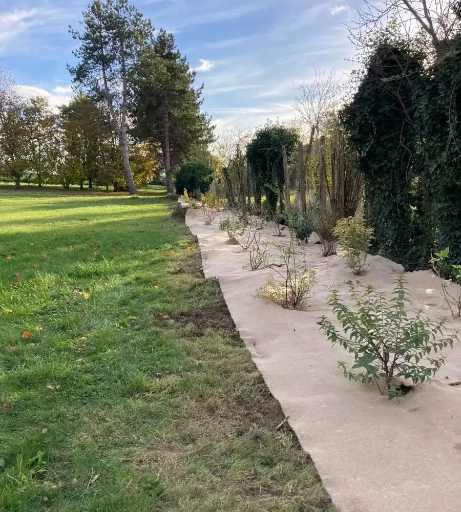 Jeune haie fraîchement plantée le long d'une allée bétonnée, arbustes encore nus en automne face à une grande pelouse