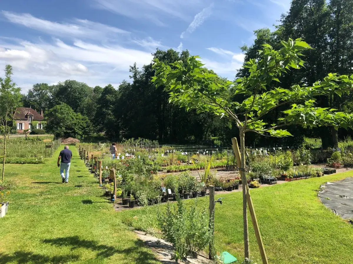 Allée engazonnée traversant les planches de la pépinière, deux visiteurs entre les rangs de plantes en pots, un jeune catalpa tuteuré au premier plan