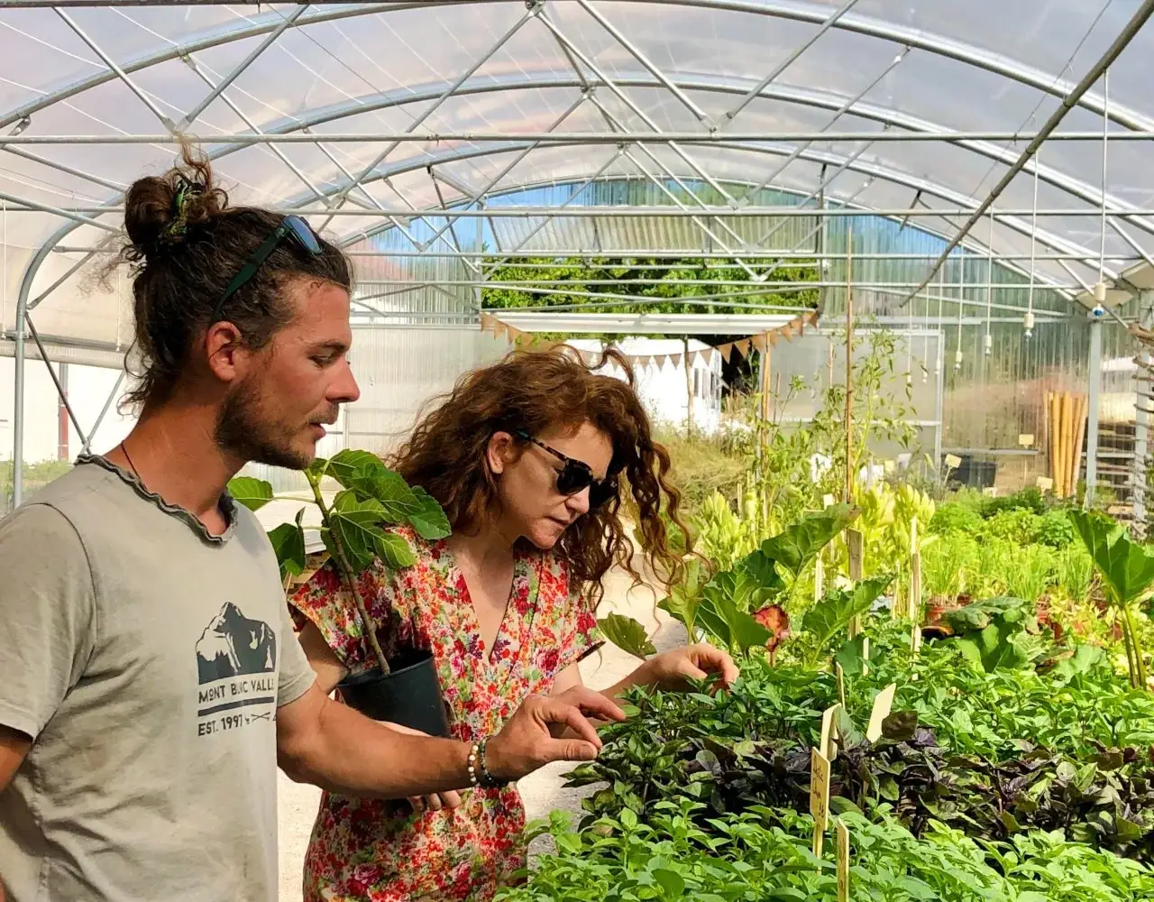 Sous le tunnel de la pépinière, le pépiniériste présente un plant en pot à une cliente au-dessus des bacs de jeunes aromatiques