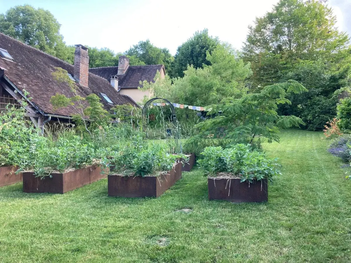 Trois bacs potagers en acier corten plantés de courges, pois et légumes, posés sur la pelouse devant une longère aux toits de tuiles