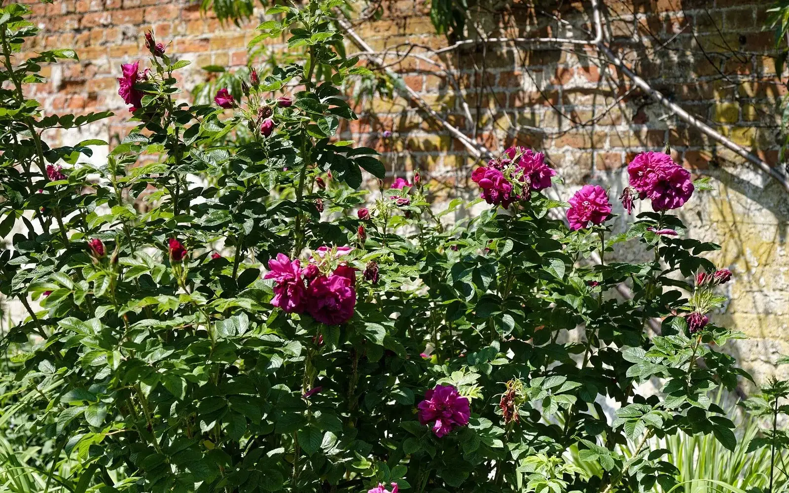 Rosier buisson couvert de roses rose foncé devant un mur de briques