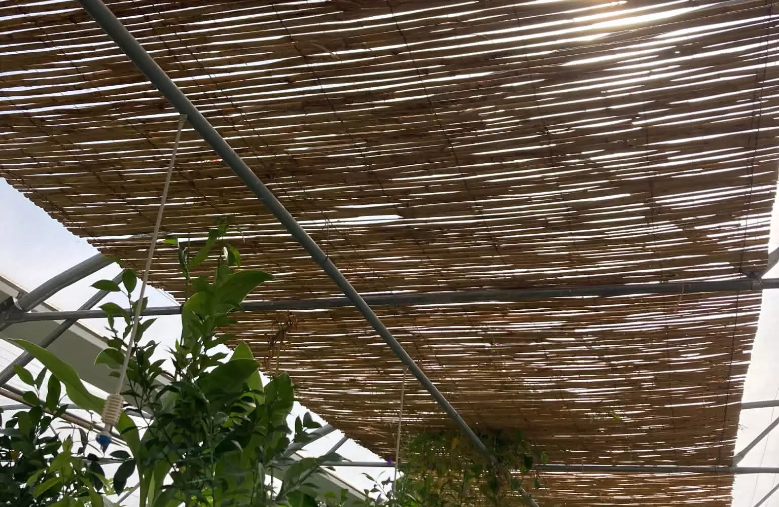 Sous le tunnel de la pépinière, le pépiniériste présente un plant en pot à une cliente au-dessus des bacs de jeunes aromatiques