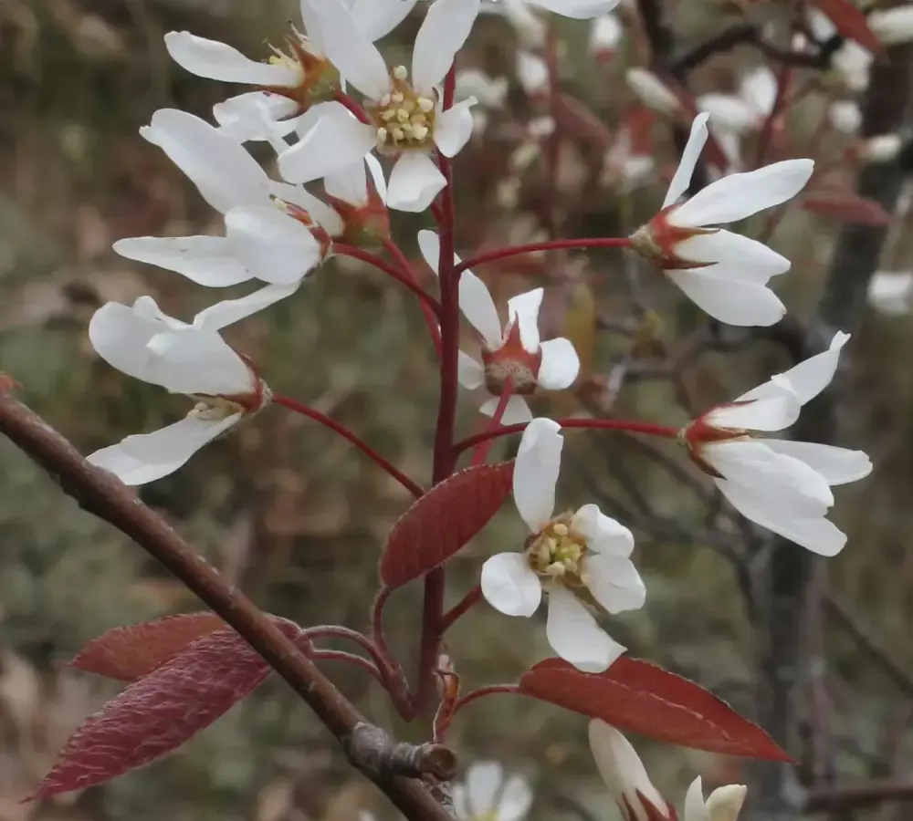 Fleurs blanches étoilées d'amélanchier et jeunes feuilles bronze sur des rameaux dressés