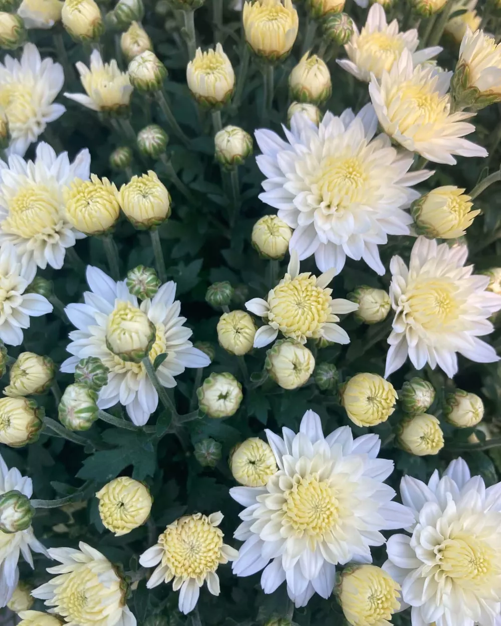 pompom de chrysanthèmes