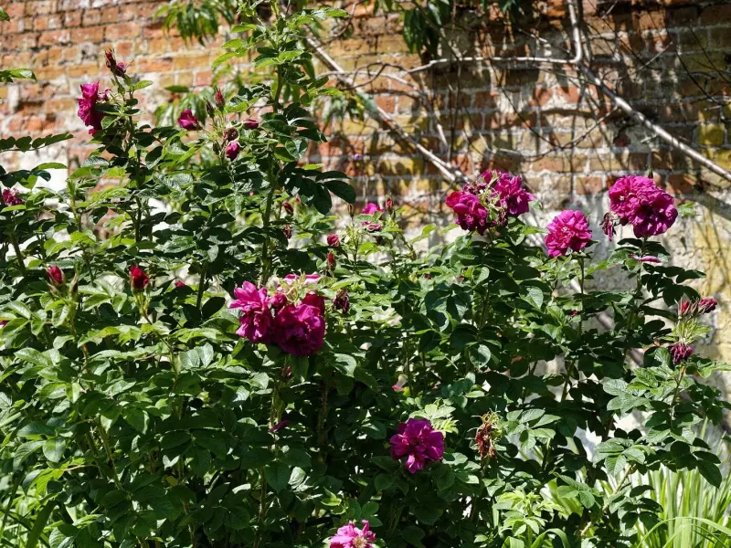 Rosier buisson couvert de roses rose foncé devant un mur de briques