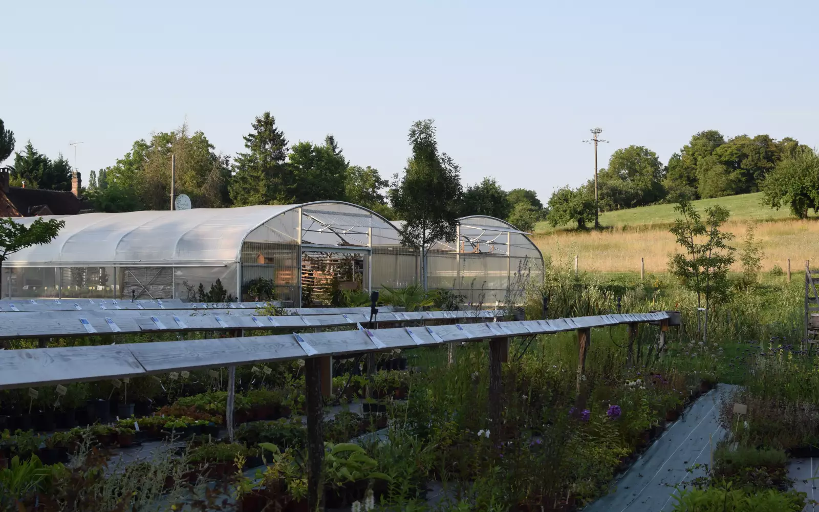 Allée de jardinerie bordée de plantes fleuries en pots, prêtes à la vente