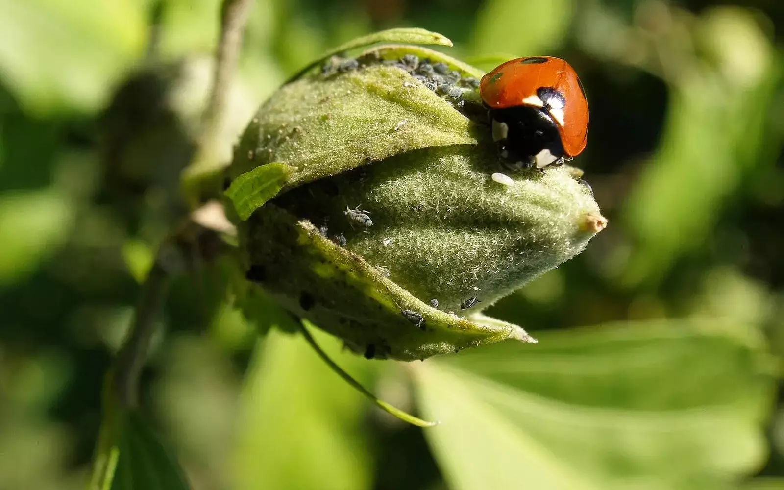 Coccinelle posée sur un bouton floral, au milieu du feuillage