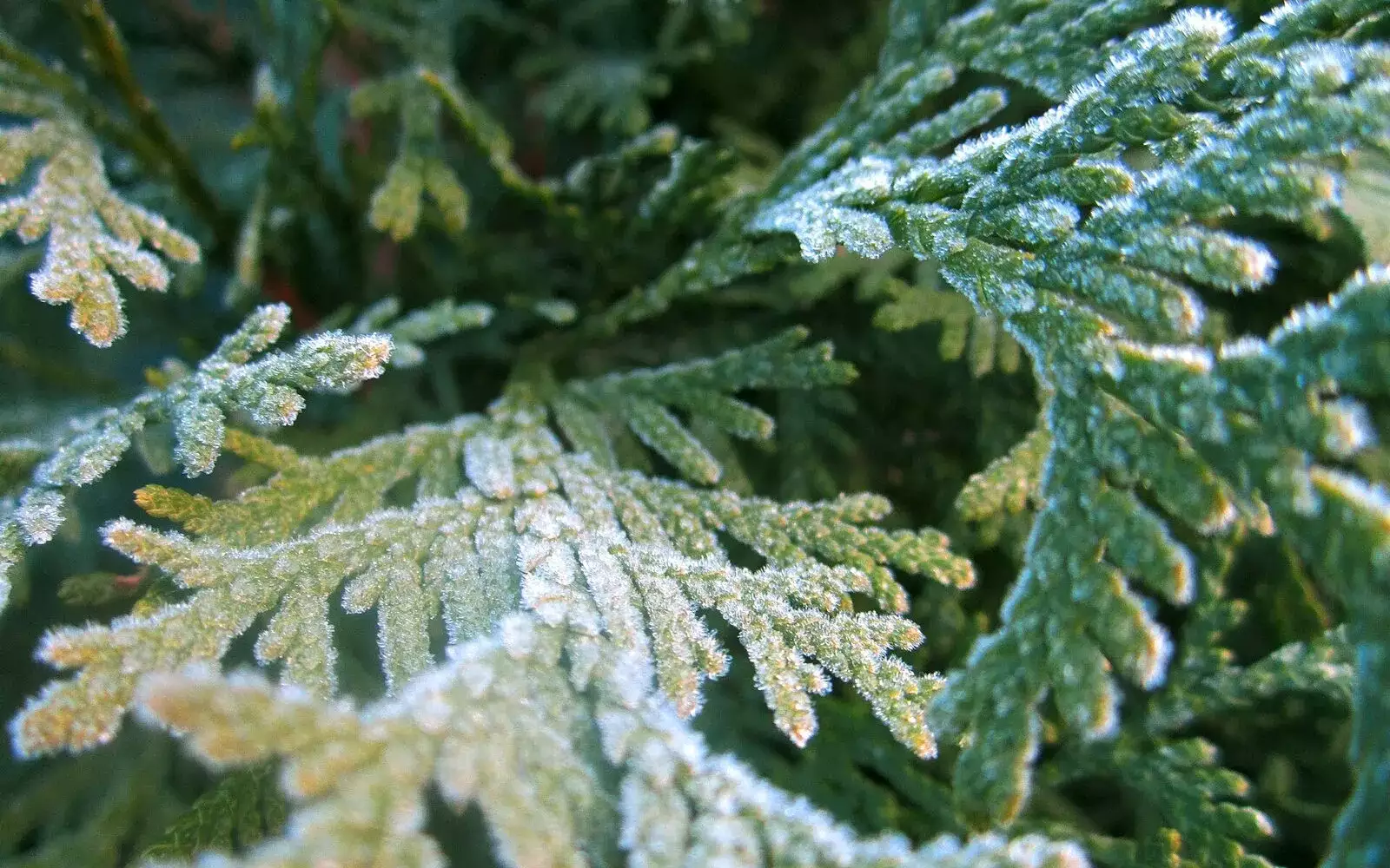 Givre blanc déposé sur un feuillage de conifère
