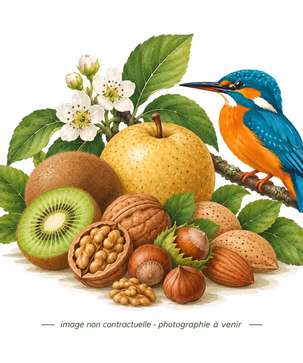 Dessin de fruits et d'un martin-pêcheur, image non contractuelle