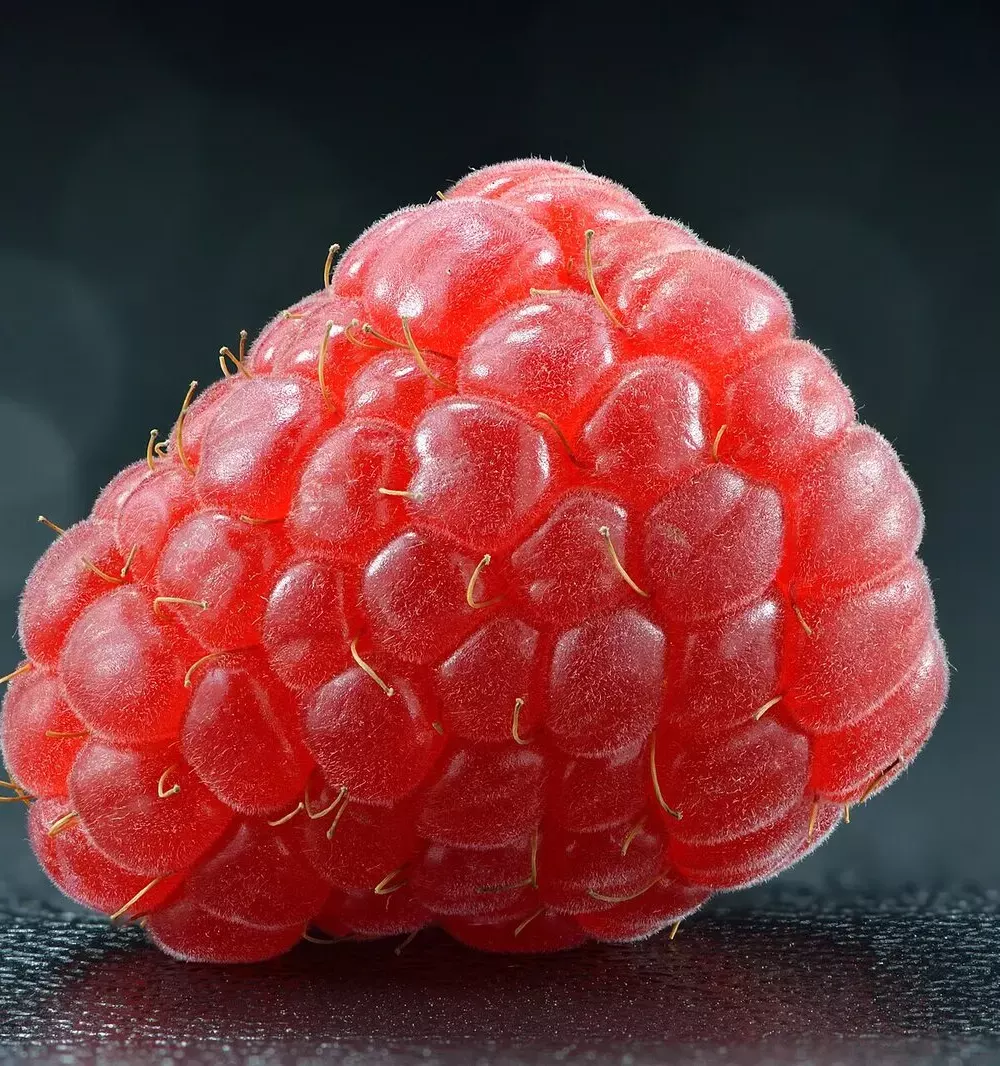 Framboise mûre en gros plan, drupéoles rouges bien serrées