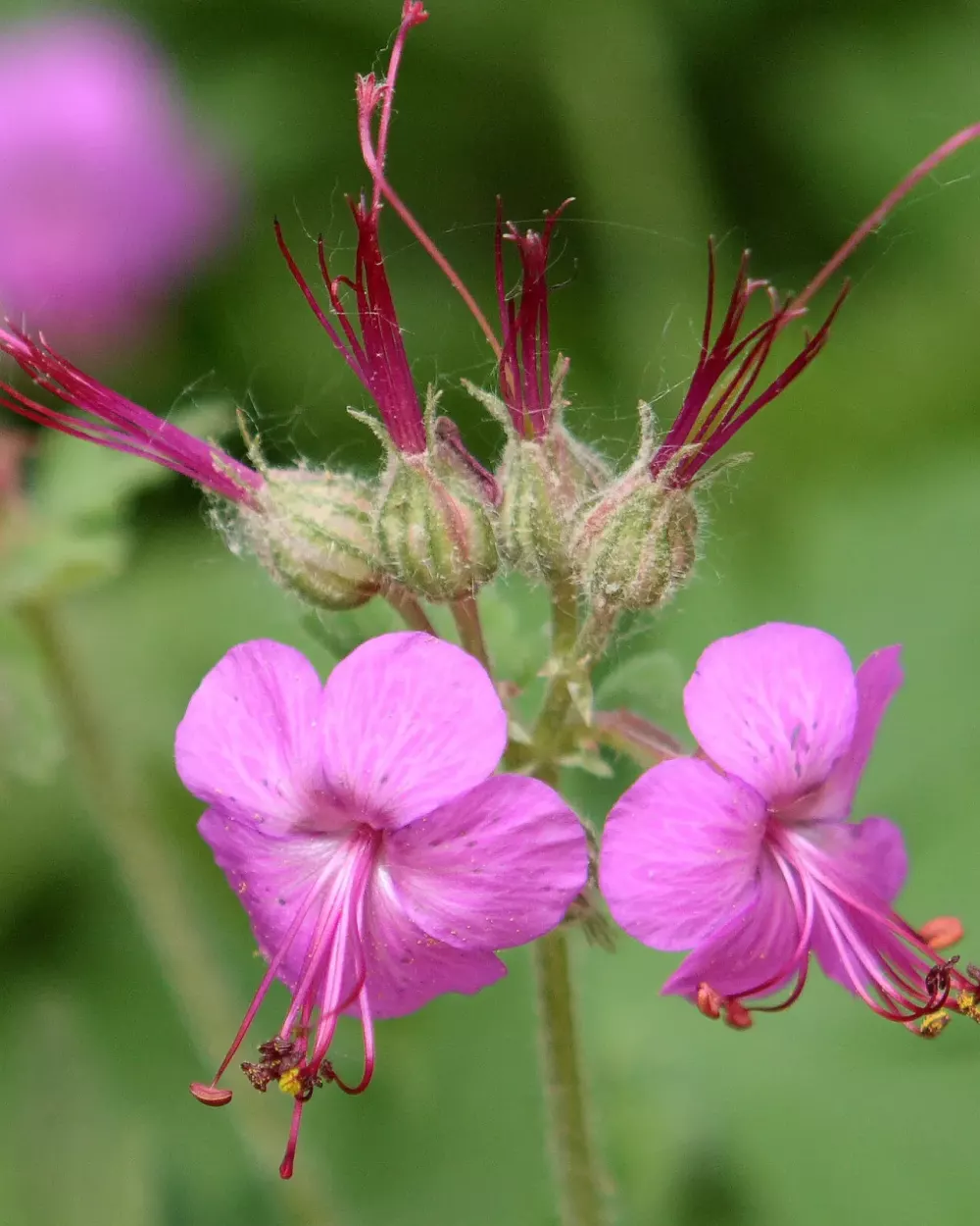 Fleurs rose vif de géranium vivace aux longues étamines, sur fond de feuillage