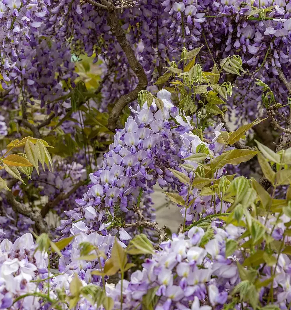 Longues grappes mauves de glycine retombant en pleine floraison