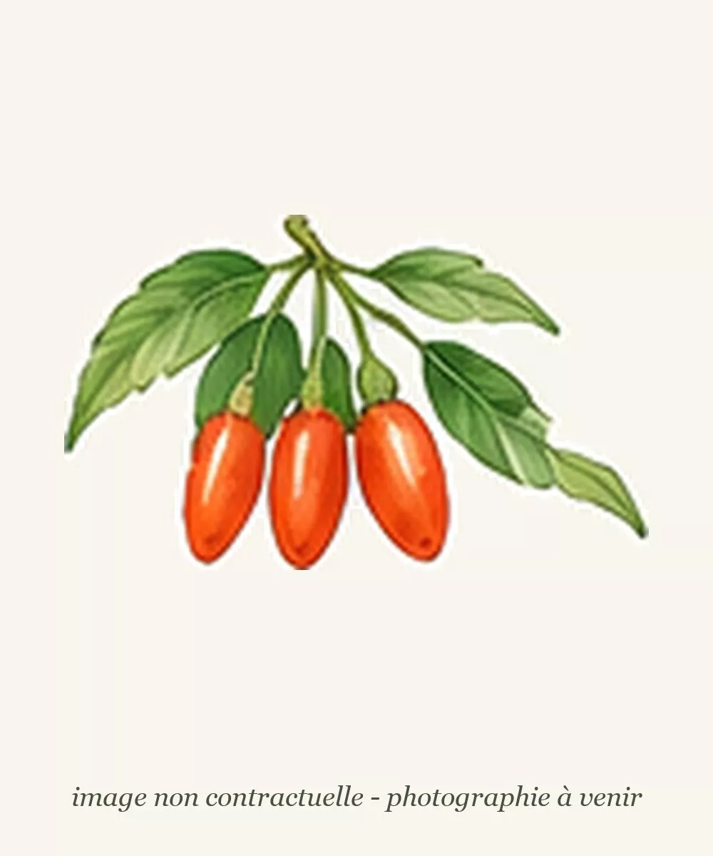 Dessin de goji d'après l'affiche de la pépinière, image non contractuelle